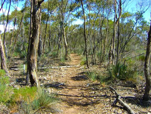 Bush walking at Charlies