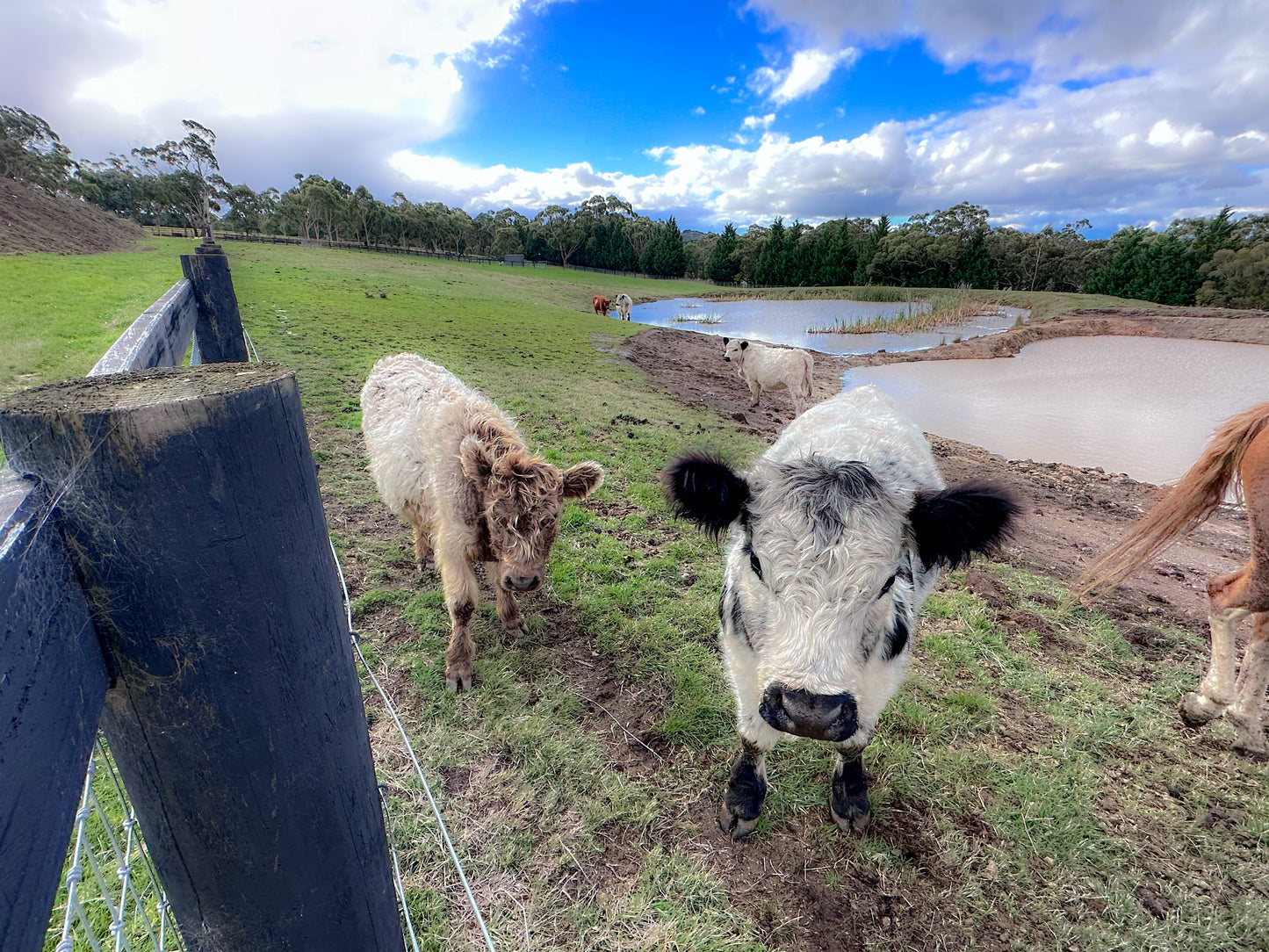 The Cows (Bambi, the two Ronnies, Sugar and Spice)