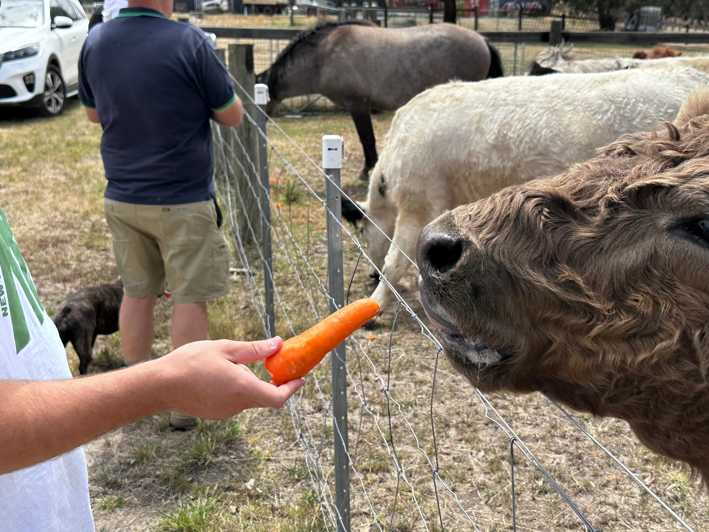 The Cows (Bambi, the two Ronnies, Sugar and Spice)