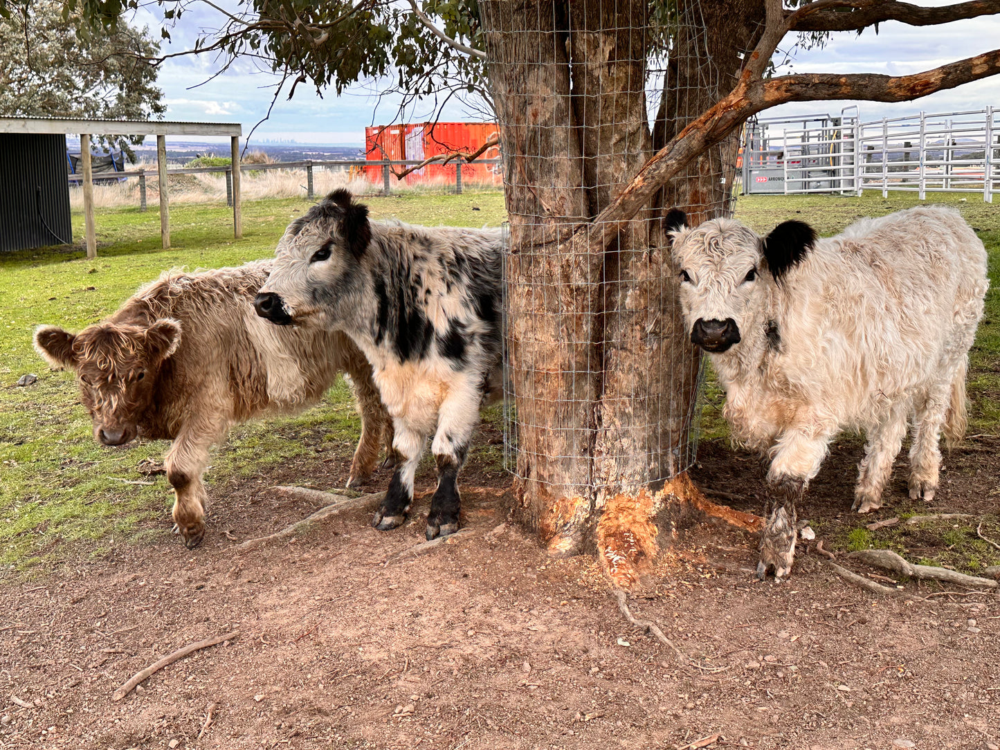 The Cows (Bambi, the two Ronnies, Sugar and Spice)