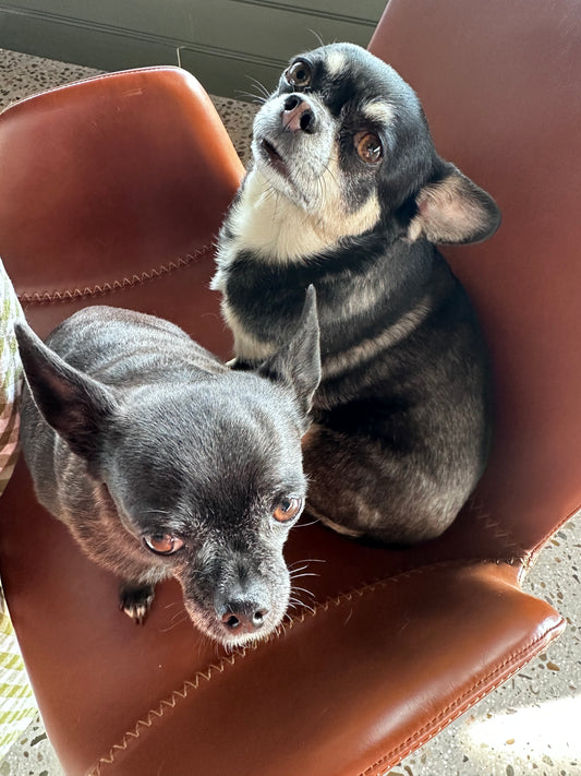 Coco and Pixie - the Studio Dogs!