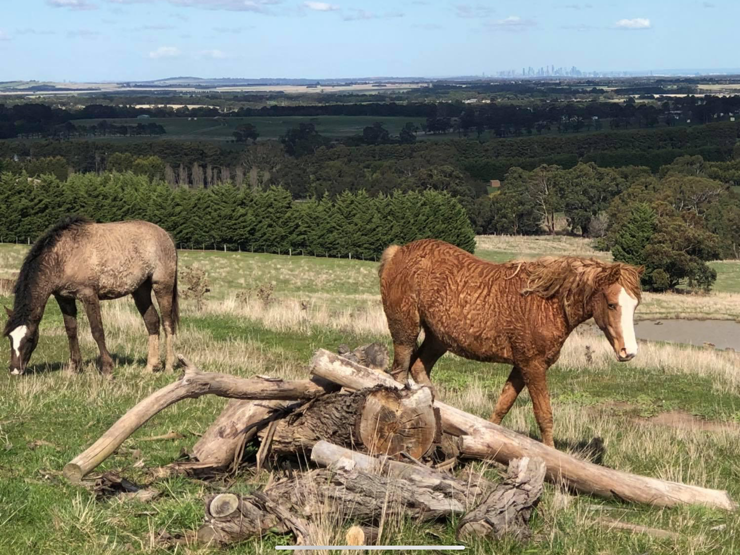 Elsie & Ruby our farm horses