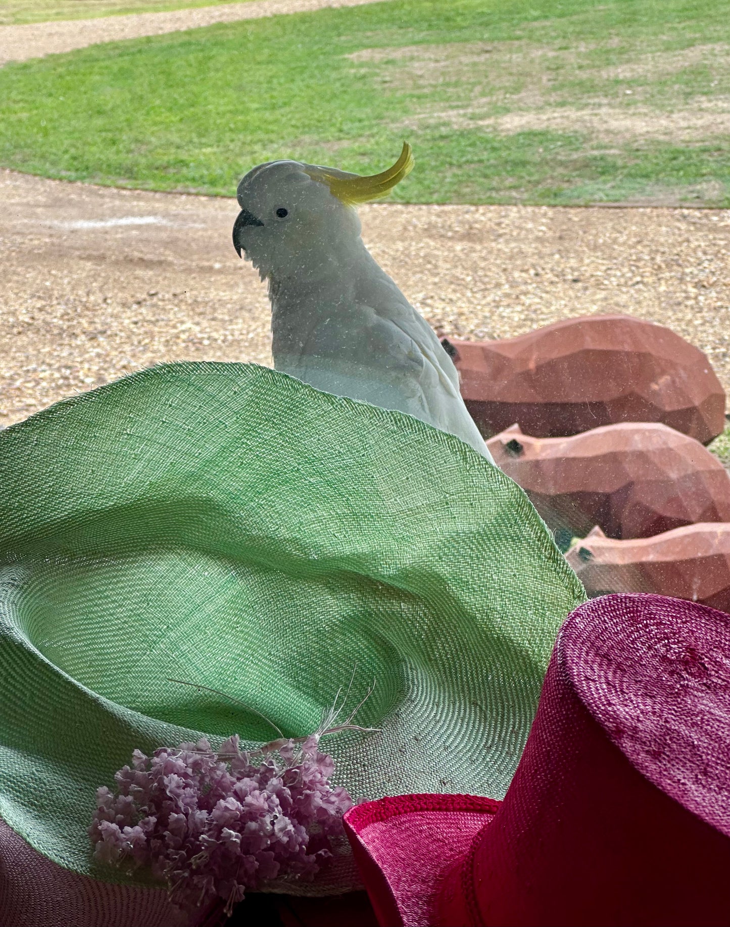 Cocky at the Window!