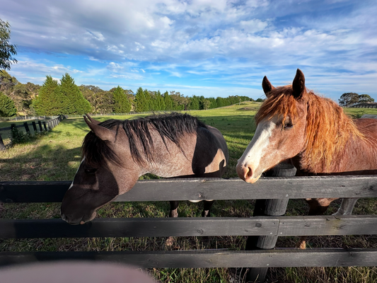 Elsie & Ruby our farm horses