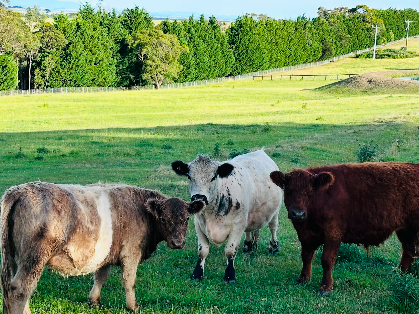 The Cows (Bambi, the two Ronnies, Sugar and Spice)